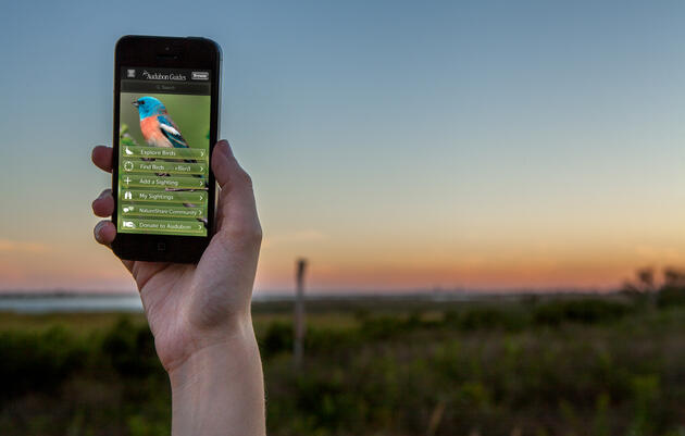 Audubon Bird Guide App