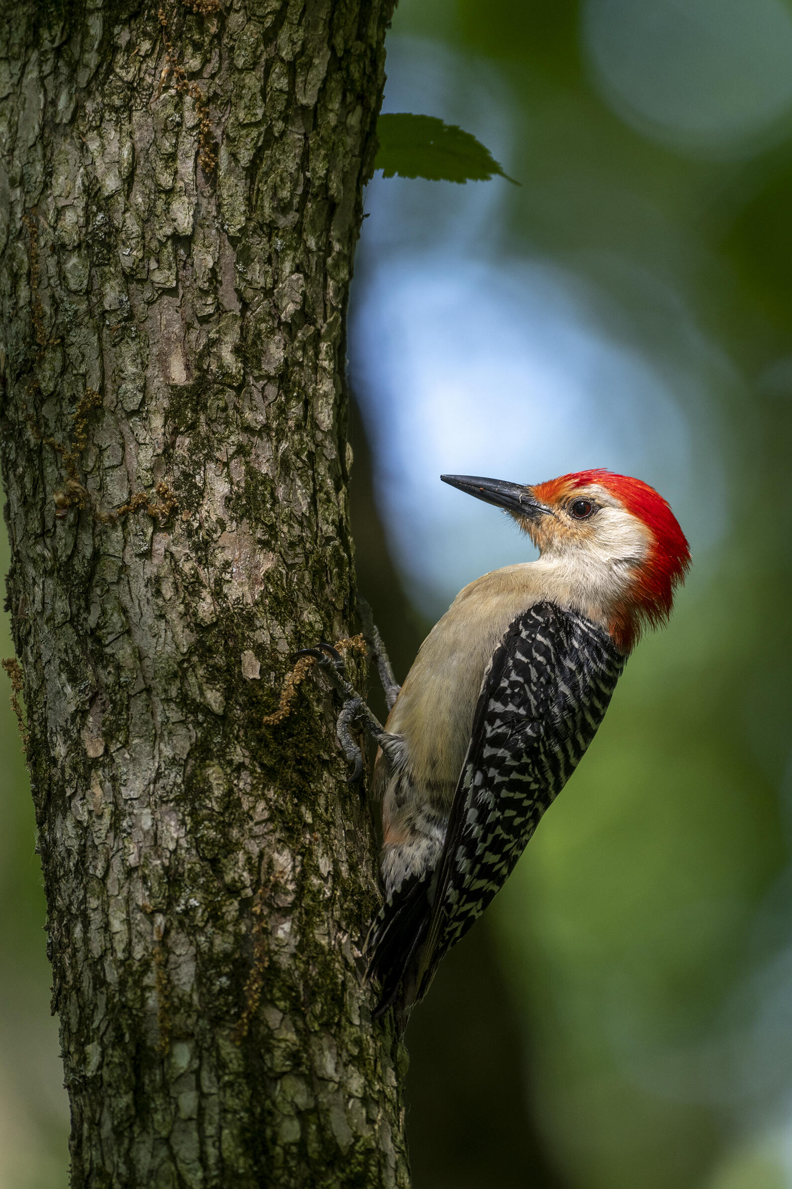 A Red-bellied Woodpecker clings to the side of a tree.