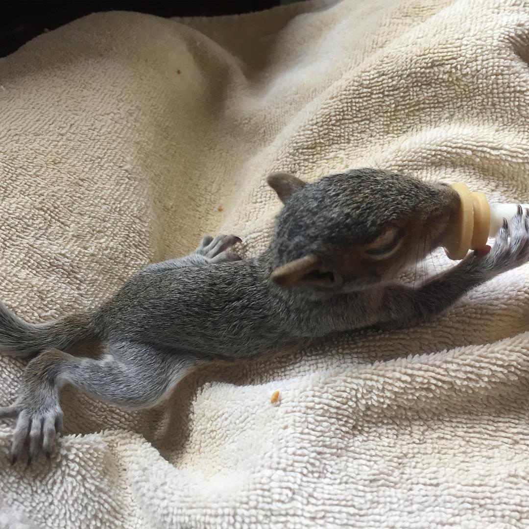A very young Eastern Gray Squirrel kit laying flat on its belly as it drinks from a syringe.