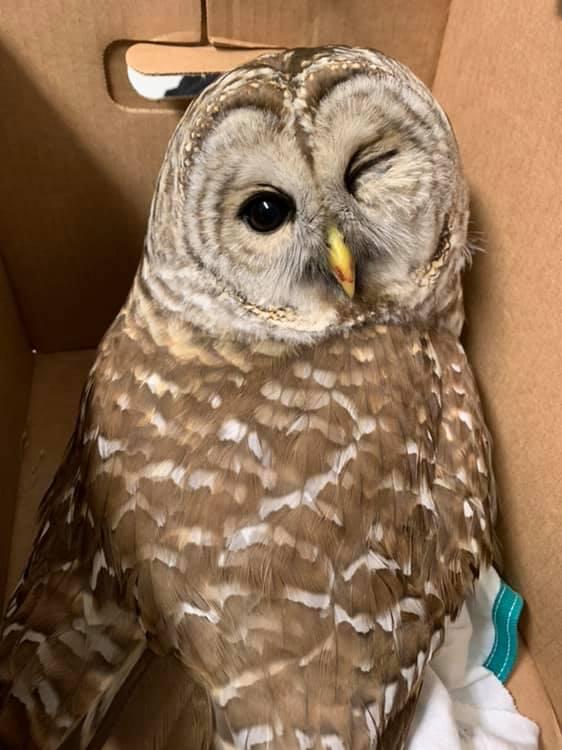 Close-up of an adult Barred Owl in a cardboard box. One of its eyes is squinted shut and there is blood on its beak.
