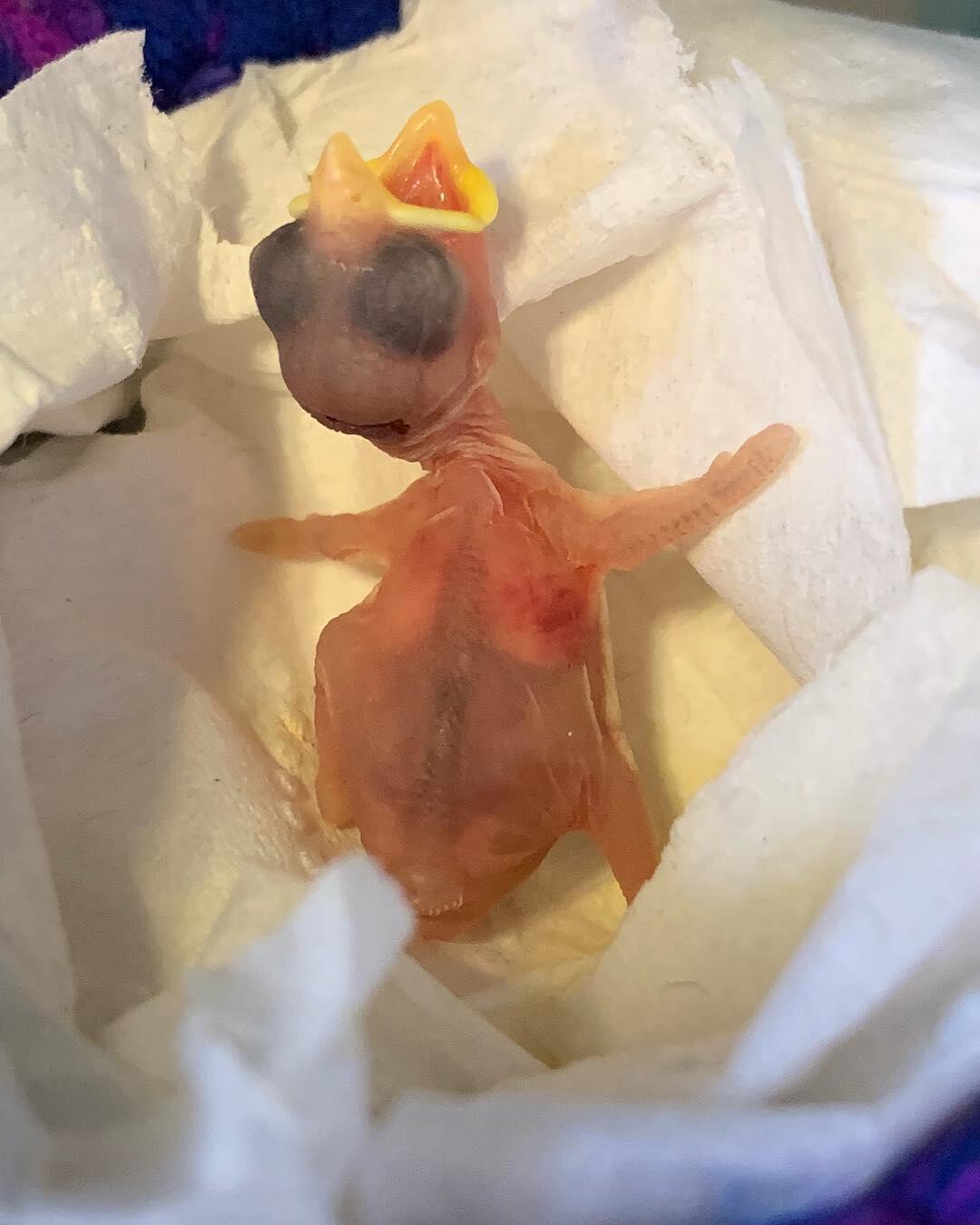 A tiny, pink featherless House Sparrow hatchling on a white napkin, beak open as it calls for food.
