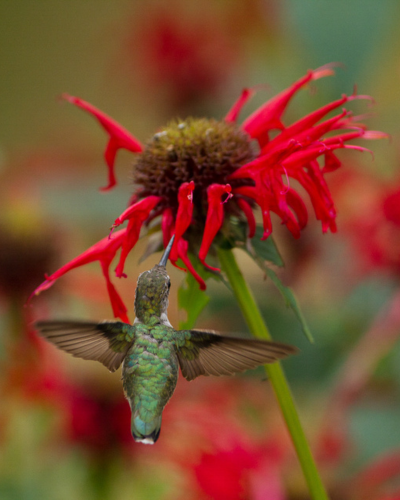 A Ruby-throated Hummingbird viewed from behind as it hovers in front of a bright red Scarlet Beebalm flower.