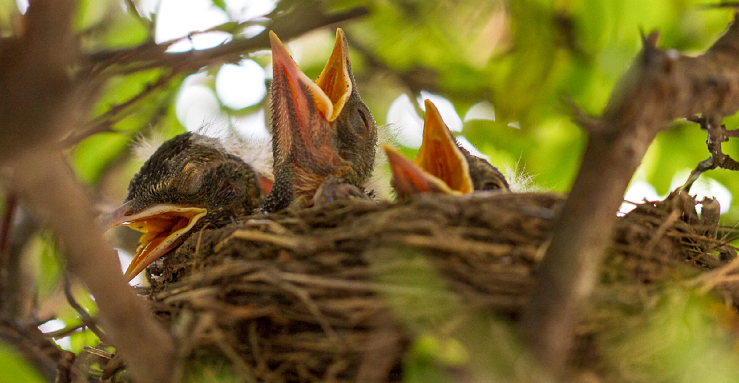 Three sparsely-feathered American Robin chicks in a nest, poking their heads out and opening their beaks.