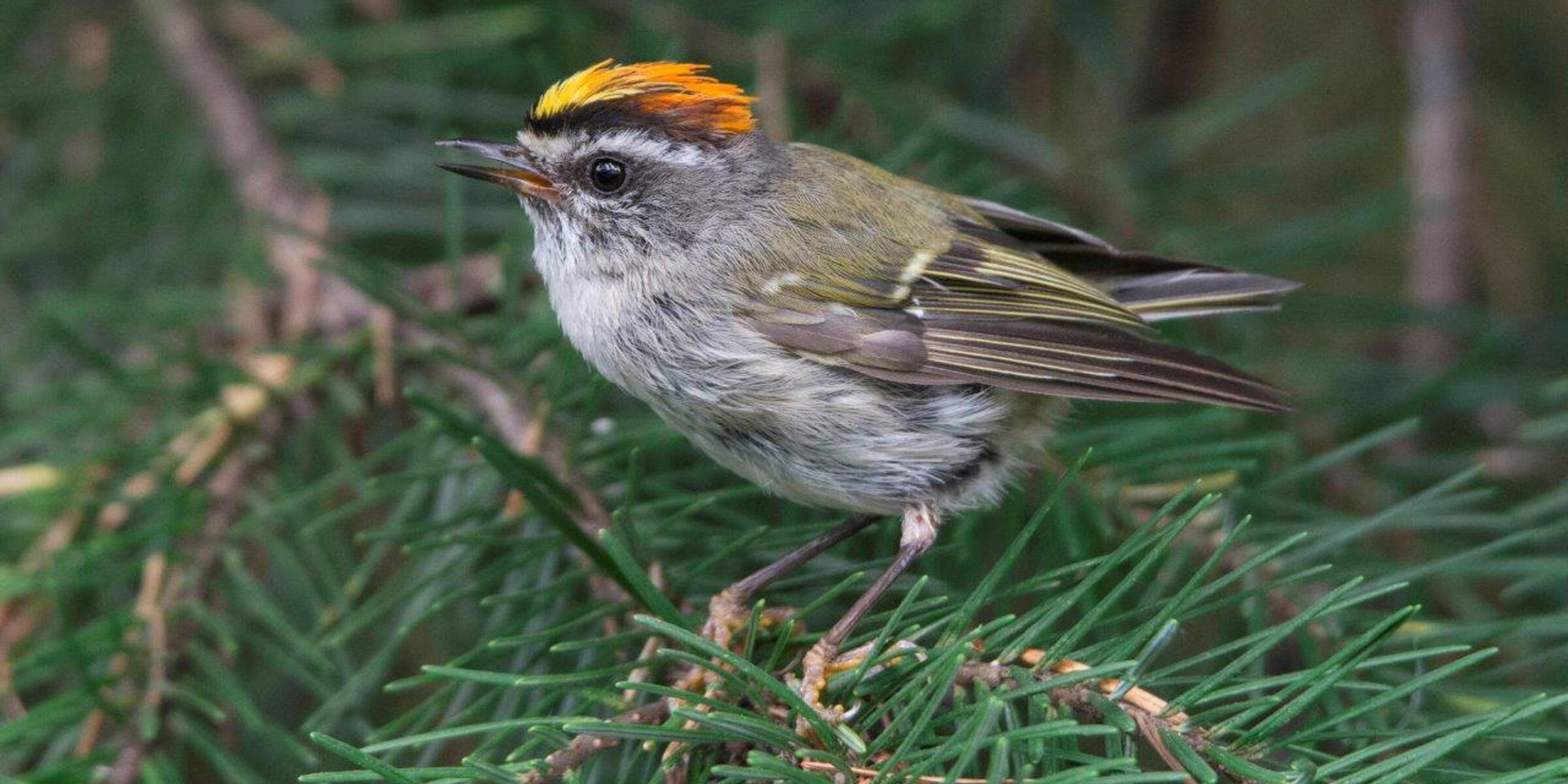 A Golden-crowned Kinglet perches on a branch with its beak slightly opened. It's golden-yellow crown is on display.