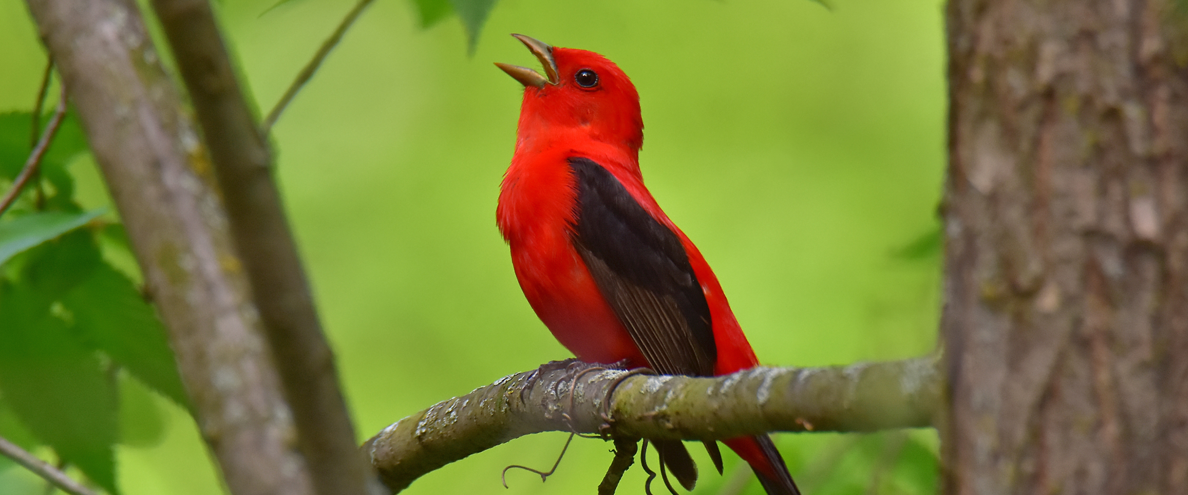 A bright red male Scarlet Tanager perched on a branch, surrounded by leaves, beak open as it sings.