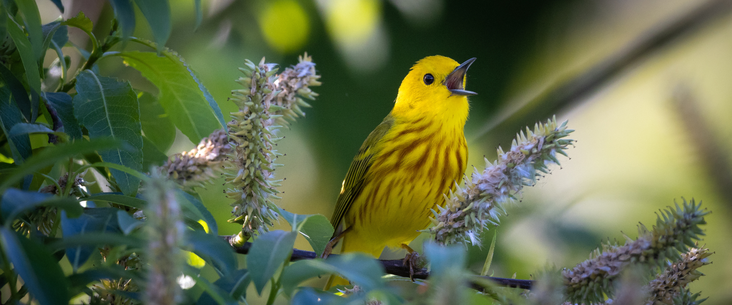 A Yellow Warbler perched in a leafy tree, beak open as it sings.